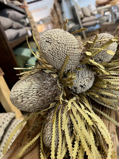 Dried Banksia Baxteri | Natural