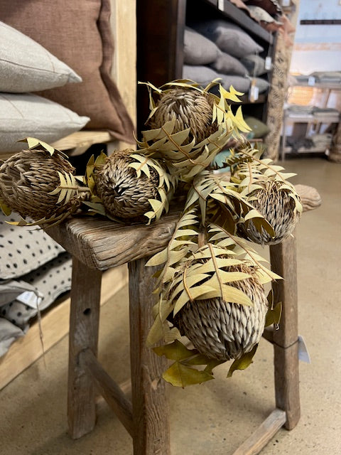 Dried Banksia Baxteri | Natural