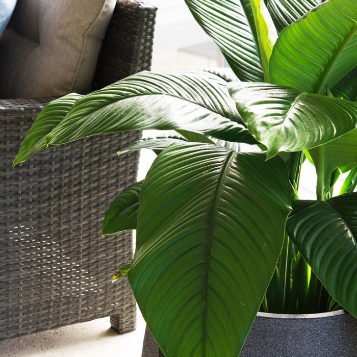 Indoor Plant / Spathiphyllum Sensation 300mm
