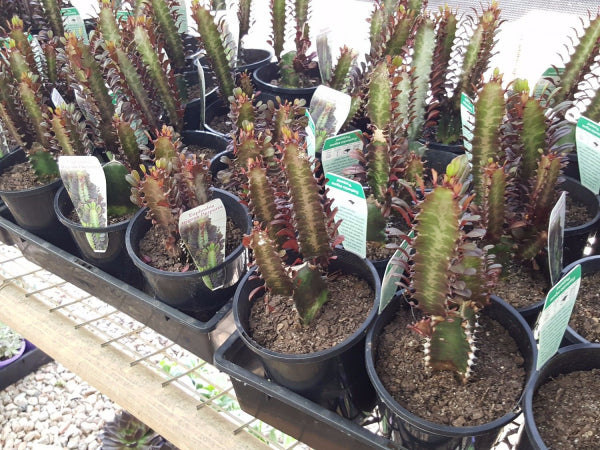 Euphorbia | Variety