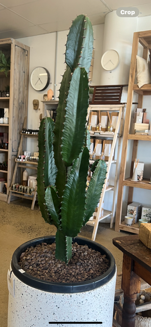 Euphorbia | Variety