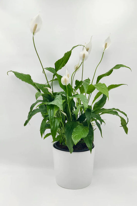 Spathiphyllum  Peace Lily 170mm