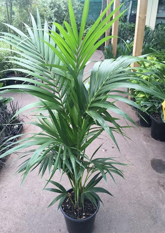 Indoor Plant / Kentia Palm