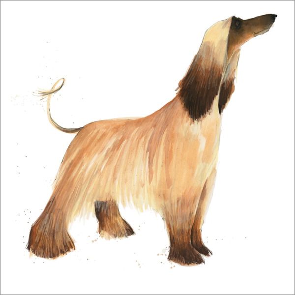 Card - Afghan Hound