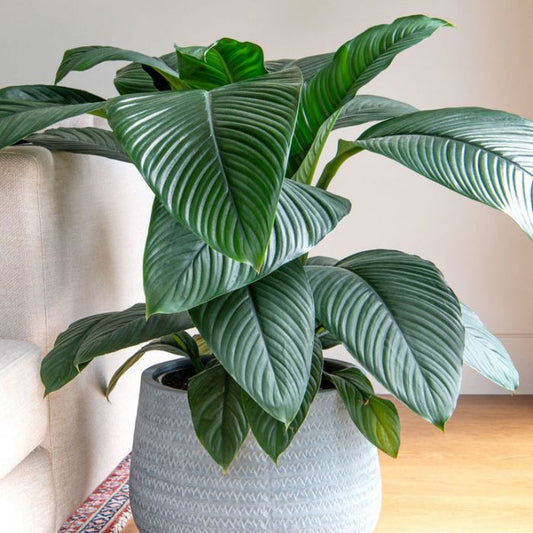 Indoor Plant / Spathiphyllum Sensation 300mm