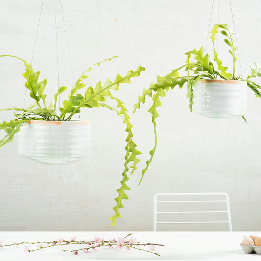 Indoor Plant / Epiphyllum Anguliger
