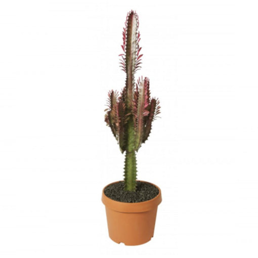 Euphorbia | Variety