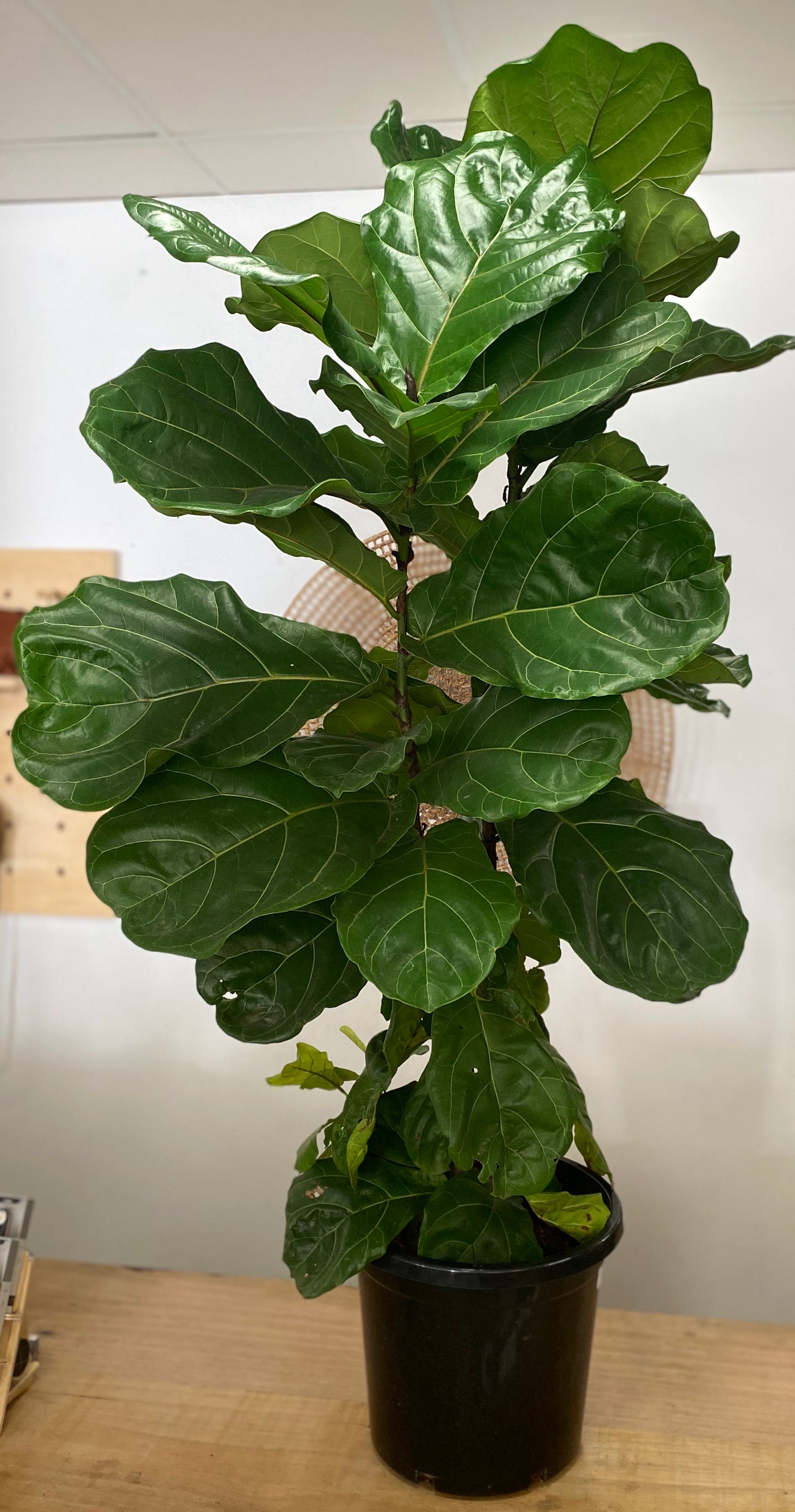 Indoor Plant / Fiddle Leaf Fig