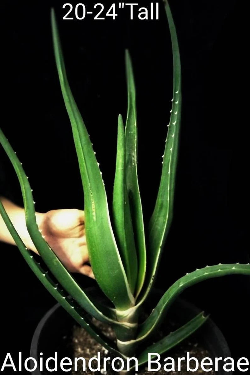 Indoor Plant / Aloe Barbarae