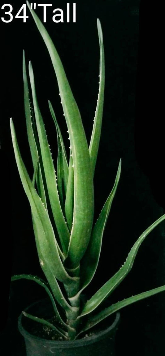 Indoor Plant / Aloe Barbarae